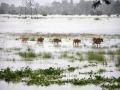 Assam Floods: 137 Wild Animals, Including 6 Rhinos Dead in Kaziranga National Park - Hindi News | Assam Floods: 137 Wild Animals, Including 6 Rhinos Dead in Kaziranga National Park | Latest national News at Lokmattimes.com