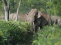 Kerala: Four Injured as Elephant Overturns Autorickshaw in Idukki District - Hindi News | Kerala: Four Injured as Elephant Overturns Autorickshaw in Idukki District | Latest national News at Lokmattimes.com
