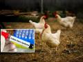 GBS Outbreak in Pune: Swab and Feces Sample Testing of Poultry Initiated in Khadakwasla Area - Hindi News | GBS Outbreak in Pune: Swab and Feces Sample Testing of Poultry Initiated in Khadakwasla Area | Latest pune News at Lokmattimes.com