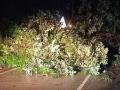 Maharashtra: Tree Fall Disrupts Traffic on Wardha Road, Nagpur for Over Two Hours - Hindi News | Maharashtra: Tree Fall Disrupts Traffic on Wardha Road, Nagpur for Over Two Hours | Latest maharashtra News at Lokmattimes.com