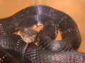 Karnataka: 9-Foot King Cobra Found in Bedroom in Someshwara; Rescued And Released In Forest (Watch Video) - Hindi News | Karnataka: 9-Foot King Cobra Found in Bedroom in Someshwara; Rescued And Released In Forest (Watch Video) | Latest social-viral News at Lokmattimes.com