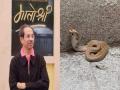 Watch: King Cobra found at Uddhav Thackeray's Matoshree residence - Hindi News | Watch: King Cobra found at Uddhav Thackeray's Matoshree residence | Latest maharashtra News at Lokmattimes.com