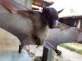 After meeting Wuhan scientists, WHO claims Coronavirus orignated most likely from bats - Hindi News | After meeting Wuhan scientists, WHO claims Coronavirus orignated most likely from bats | Latest international News at Lokmattimes.com