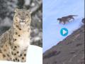 Watch: Snow Leopards Playfully Dance and Slide on Snow in Ladakh's Zanskar Valley, Video Goes Viral On Social Media - Hindi News | Watch: Snow Leopards Playfully Dance and Slide on Snow in Ladakh's Zanskar Valley, Video Goes Viral On Social Media | Latest social-viral News at Lokmattimes.com