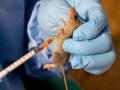 Check what is Lassa fever and it's symptoms? - Hindi News | Check what is Lassa fever and it's symptoms? | Latest health News at Lokmattimes.com