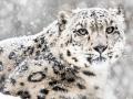 India Counts 718 Elusive Snow Leopards, One-Sixth of Global Total - Hindi News | India Counts 718 Elusive Snow Leopards, One-Sixth of Global Total | Latest national News at Lokmattimes.com