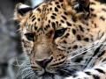 Ghaziabad: Leopard Enters Green Field School in Govindpuram, Students Evacuated - Hindi News | Ghaziabad: Leopard Enters Green Field School in Govindpuram, Students Evacuated | Latest national News at Lokmattimes.com
