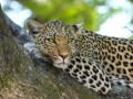 Leopard Killed in Odisha: Two Arrested for Hunting, Cooking, and Eating Big Cat in Nuapada District - Hindi News | Leopard Killed in Odisha: Two Arrested for Hunting, Cooking, and Eating Big Cat in Nuapada District | Latest national News at Lokmattimes.com