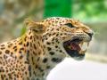 Leopard Attack in Bahraich: Several Villagers Injured as Big Cat Goes on Rampage; Horrifying Video Surfaces - Hindi News | Leopard Attack in Bahraich: Several Villagers Injured as Big Cat Goes on Rampage; Horrifying Video Surfaces | Latest national News at Lokmattimes.com