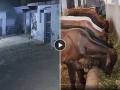 Leopard Attack in Haryana: Two Leopards Enter Cowshed and Kill 10 Cattle in Gurugram Village; Captured in CCTV Camera - Hindi News | Leopard Attack in Haryana: Two Leopards Enter Cowshed and Kill 10 Cattle in Gurugram Village; Captured in CCTV Camera | Latest national News at Lokmattimes.com