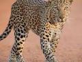 Leopard Attack in Vasai: Motorcyclist Escapes Unhurt After Surprise Encounter With 'Big Cat' - Hindi News | Leopard Attack in Vasai: Motorcyclist Escapes Unhurt After Surprise Encounter With 'Big Cat' | Latest maharashtra News at Lokmattimes.com