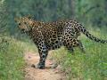 Pune: Leopard Attack Claims Life of 8-Year-Old Boy in Junnar, Locals Demand Urgent Action from Authorities - Hindi News | Pune: Leopard Attack Claims Life of 8-Year-Old Boy in Junnar, Locals Demand Urgent Action from Authorities | Latest pune News at Lokmattimes.com