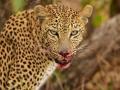 Ratnagiri: Leopard Attacks Woman in Broad Daylight on Ozar-Oni Road, Injures Her Leg - Hindi News | Ratnagiri: Leopard Attacks Woman in Broad Daylight on Ozar-Oni Road, Injures Her Leg | Latest maharashtra News at Lokmattimes.com