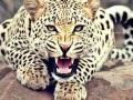 Maharashtra Tragedy: 5-Year-Old Child Killed by Leopard In Sanjaynagar, Arjuni Morgaon Tehsil - Hindi News | Maharashtra Tragedy: 5-Year-Old Child Killed by Leopard In Sanjaynagar, Arjuni Morgaon Tehsil | Latest maharashtra News at Lokmattimes.com