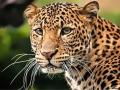 Pune: Leopard Spotted Roaming Freely Inside Katraj Zoo Premises; Authorities Deny Rumors of Escape (Watch Video) - Hindi News | Pune: Leopard Spotted Roaming Freely Inside Katraj Zoo Premises; Authorities Deny Rumors of Escape (Watch Video) | Latest maharashtra News at Lokmattimes.com