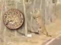 Madhya Pradesh: Leopard Trapped in Wire Fencing in Jhabua's Hathipawa Forest (Watch Video) - Hindi News | Madhya Pradesh: Leopard Trapped in Wire Fencing in Jhabua's Hathipawa Forest (Watch Video) | Latest national News at Lokmattimes.com