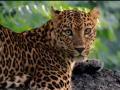 Rare Genetic Mutation Causes Two Different Eye Colors in Leopard at Bandipur Tiger Reserve - Hindi News | Rare Genetic Mutation Causes Two Different Eye Colors in Leopard at Bandipur Tiger Reserve | Latest national News at Lokmattimes.com