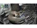 Watch Video! Leopardess who gave birth to 4 cubs inside hut in Nashik, shifted to jungle - Hindi News | Watch Video! Leopardess who gave birth to 4 cubs inside hut in Nashik, shifted to jungle | Latest social-viral News at Lokmattimes.com