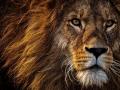12 booked for luring lion with cow as bait for 'illegal show' - Hindi News | 12 booked for luring lion with cow as bait for 'illegal show' | Latest national News at Lokmattimes.com