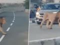 Lion Causes Chaos on Bhavnagar-Somnath Highway as Traffic Comes to a Halt (Watch Video) - Hindi News | Lion Causes Chaos on Bhavnagar-Somnath Highway as Traffic Comes to a Halt (Watch Video) | Latest national News at Lokmattimes.com
