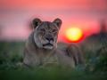 Bernd Kebbel Killed in Lion Attack: German Philanthropist Mauled to Death by Big Cat at Namibia Safari Camp - Hindi News | Bernd Kebbel Killed in Lion Attack: German Philanthropist Mauled to Death by Big Cat at Namibia Safari Camp | Latest international News at Lokmattimes.com