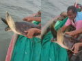 Raigad: Fishermen Release Trapped Olive Ridley Turtle Back to the Sea - Hindi News | Raigad: Fishermen Release Trapped Olive Ridley Turtle Back to the Sea | Latest maharashtra News at Lokmattimes.com