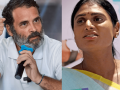 "Vile And Cowardly Act": Rahul Gandhi Condemns Online Threats Targeting YS Sharmila, Vivekananda Reddy's Daughter - Hindi News | "Vile And Cowardly Act": Rahul Gandhi Condemns Online Threats Targeting YS Sharmila, Vivekananda Reddy's Daughter | Latest national News at Lokmattimes.com