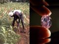 Madhya Pradesh Farmer Becomes Crorepati After Finding Rs 1 crore Worth Diamond While weeding - Hindi News | Madhya Pradesh Farmer Becomes Crorepati After Finding Rs 1 crore Worth Diamond While weeding | Latest national News at Lokmattimes.com