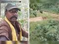 Madhya Pradesh Horror: Forest Guards Escape Tiger Attack in Satpura Reserve, Watch the Viral Video - Hindi News | Madhya Pradesh Horror: Forest Guards Escape Tiger Attack in Satpura Reserve, Watch the Viral Video | Latest social-viral News at Lokmattimes.com
