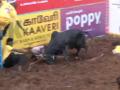 Madurai Jallikattu 2026 Live Streaming: Watch World-Famous Alanganallur Traditional Bull-Taming Event Online - Hindi News | Madurai Jallikattu 2026 Live Streaming: Watch World-Famous Alanganallur Traditional Bull-Taming Event Online | Latest national News at Lokmattimes.com