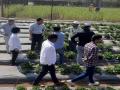 Experimental Farmers from Japan Visit Satara to Study Mahabaleshwar Strawberries - Hindi News | Experimental Farmers from Japan Visit Satara to Study Mahabaleshwar Strawberries | Latest maharashtra News at Lokmattimes.com