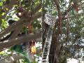 Mumbai: Man Climbs Tree Outside Maharashtra Assembly Building in Protest Over Grievances (Watch Video) - Hindi News | Mumbai: Man Climbs Tree Outside Maharashtra Assembly Building in Protest Over Grievances (Watch Video) | Latest mumbai News at Lokmattimes.com