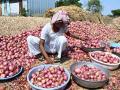 Maharashtra Farmers Protest as Central Government Removes Karnataka's Onion Export Duty - Hindi News | Maharashtra Farmers Protest as Central Government Removes Karnataka's Onion Export Duty | Latest nashik News at Lokmattimes.com