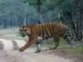 Maharashtra: Full-grown Female Tiger Found Dead, Suspected Poisoning in Pench Tiger Reserve - Hindi News | Maharashtra: Full-grown Female Tiger Found Dead, Suspected Poisoning in Pench Tiger Reserve | Latest maharashtra News at Lokmattimes.com