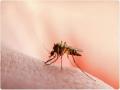 Mumbai witnesses swift surge in malaria cases in one week - Hindi News | Mumbai witnesses swift surge in malaria cases in one week | Latest maharashtra News at Lokmattimes.com
