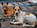 Stray Dog Nuisance Continues: Man Chased by Stray Dogs in Thane’s Prestige Garden Complex - Hindi News | Stray Dog Nuisance Continues: Man Chased by Stray Dogs in Thane’s Prestige Garden Complex | Latest maharashtra News at Lokmattimes.com