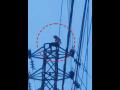 Hyderabad: Man Climbs High-Tension Electric Pole in Saidabad After Wife Scolds Him for Returning Home Drunk; Video Goes Viral - Hindi News | Hyderabad: Man Climbs High-Tension Electric Pole in Saidabad After Wife Scolds Him for Returning Home Drunk; Video Goes Viral | Latest social-viral News at Lokmattimes.com
