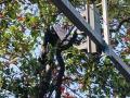 Mumbai: Man Climbs Tree Near Maharashtra Mantralaya Gate (Watch Video) - Hindi News | Mumbai: Man Climbs Tree Near Maharashtra Mantralaya Gate (Watch Video) | Latest mumbai News at Lokmattimes.com