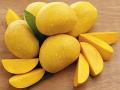 Can You Eat Mangoes While Dieting? Experts Share Tips for Weight Loss - Hindi News | Can You Eat Mangoes While Dieting? Experts Share Tips for Weight Loss | Latest lifestyle News at Lokmattimes.com