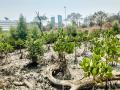 Vashi Marks First Successful Plantation of Asiatic Mangroves on Navi Mumbai Coast - Hindi News | Vashi Marks First Successful Plantation of Asiatic Mangroves on Navi Mumbai Coast | Latest navi-mumbai News at Lokmattimes.com