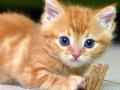 Two pet cats in New York test positive for COVID-19 - Hindi News | Two pet cats in New York test positive for COVID-19 | Latest international News at Lokmattimes.com