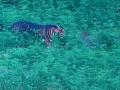 Watch Video: Rare Melanistic Tiger Spotted Roaming Freely in Odisha's Similipal Tiger Reserve by IFS Officer - Hindi News | Watch Video: Rare Melanistic Tiger Spotted Roaming Freely in Odisha's Similipal Tiger Reserve by IFS Officer | Latest social-viral News at Lokmattimes.com
