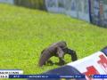 Lizard on Ground: Monitor Lizard Interrupts Sri Lanka vs Afghanistan Test - Video - Hindi News | Lizard on Ground: Monitor Lizard Interrupts Sri Lanka vs Afghanistan Test - Video | Latest cricket News at Lokmattimes.com