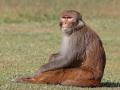 Animal Cruelty in Ayodhya: 5 Monkeys Electrocuted to Death After Stepping On Live Wire In Uttar Pradesh; Horrific Video Surfaces - Hindi News | Animal Cruelty in Ayodhya: 5 Monkeys Electrocuted to Death After Stepping On Live Wire In Uttar Pradesh; Horrific Video Surfaces | Latest national News at Lokmattimes.com