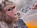Humanity V/S Heatwave: Watch Heartwarming Video of Passersby Saving Heat-Stricken Monkey in Ghaziabad - Hindi News | Humanity V/S Heatwave: Watch Heartwarming Video of Passersby Saving Heat-Stricken Monkey in Ghaziabad | Latest social-viral News at Lokmattimes.com