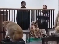 Uttar Pradesh: Monkey Disrupts Gyanvapi Case Hearing in Varanasi Courtroom; Video Goes Viral - Hindi News | Uttar Pradesh: Monkey Disrupts Gyanvapi Case Hearing in Varanasi Courtroom; Video Goes Viral | Latest social-viral News at Lokmattimes.com