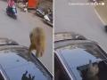Varanasi: Monkey Jumps on Parked SUV, Smashes Sunroof; Video Goes Viral - Hindi News | Varanasi: Monkey Jumps on Parked SUV, Smashes Sunroof; Video Goes Viral | Latest social-viral News at Lokmattimes.com