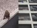 Monkey Menace in Vasai: Residents Urge Authorities to Act as Animal Raid Homes - Hindi News | Monkey Menace in Vasai: Residents Urge Authorities to Act as Animal Raid Homes | Latest mumbai News at Lokmattimes.com