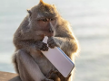 Vrindavan Monkey Exchanges Samsung Phone for Mango Drink, Hilarious Video Goes Viral (Watch Video) - Hindi News | Vrindavan Monkey Exchanges Samsung Phone for Mango Drink, Hilarious Video Goes Viral (Watch Video) | Latest social-viral News at Lokmattimes.com