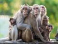 Monkeys damage 34 CCTV camera in election control room - Hindi News | Monkeys damage 34 CCTV camera in election control room | Latest national News at Lokmattimes.com